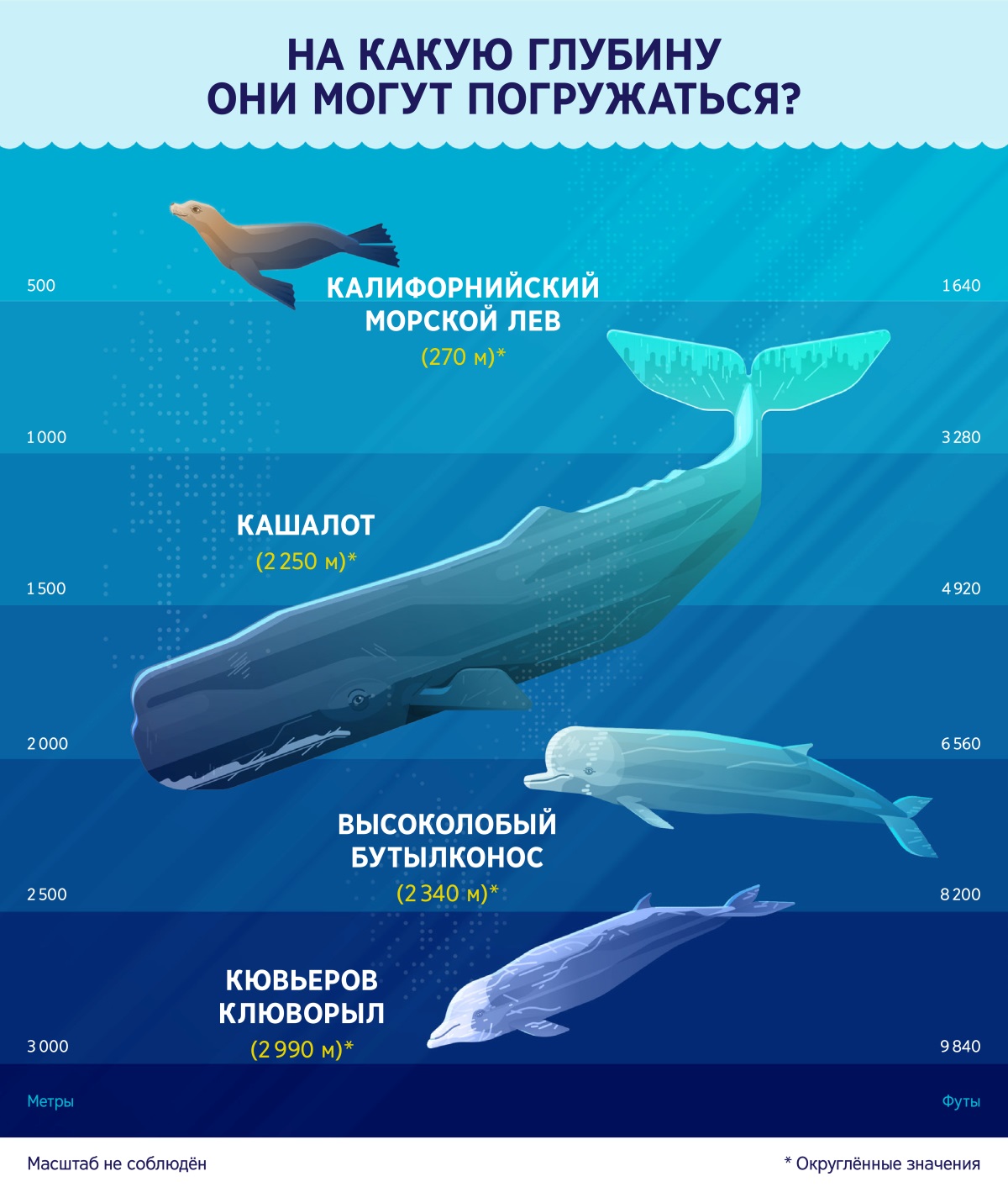 Инфографика, показывающая глубину, на которую могут нырять четыре морских млекопитающих: 1) калифорнийский морской лев — 270 метров; 2) кашалот — 2 250 метров; 3) высоколобый бутылконос — 2 340 метров; 4) кювьеров клюворыл — 2 990 метров.