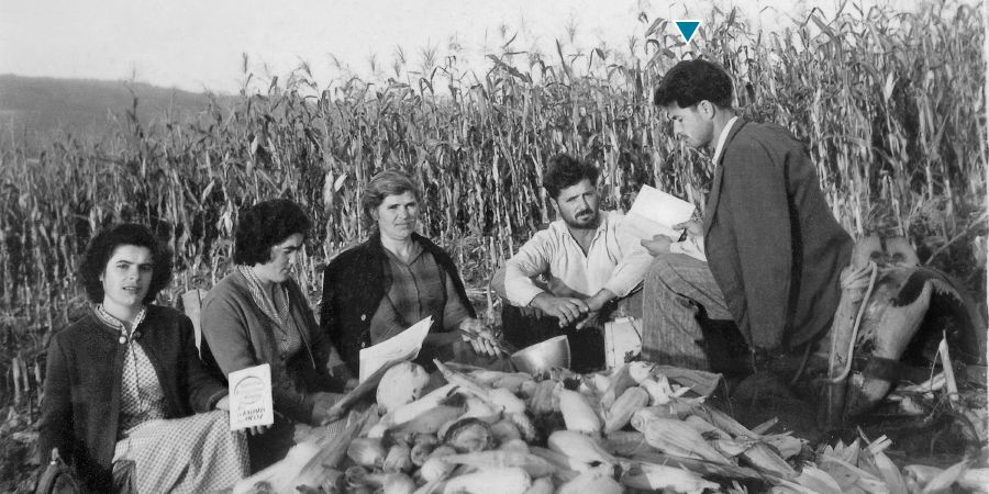 Димитриос Псаррас и его друзья на кукурузном поле
