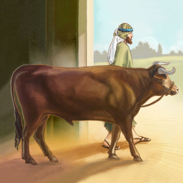 Umwisirayeli aturukije inka yiwe ayikuye mu ruhongore