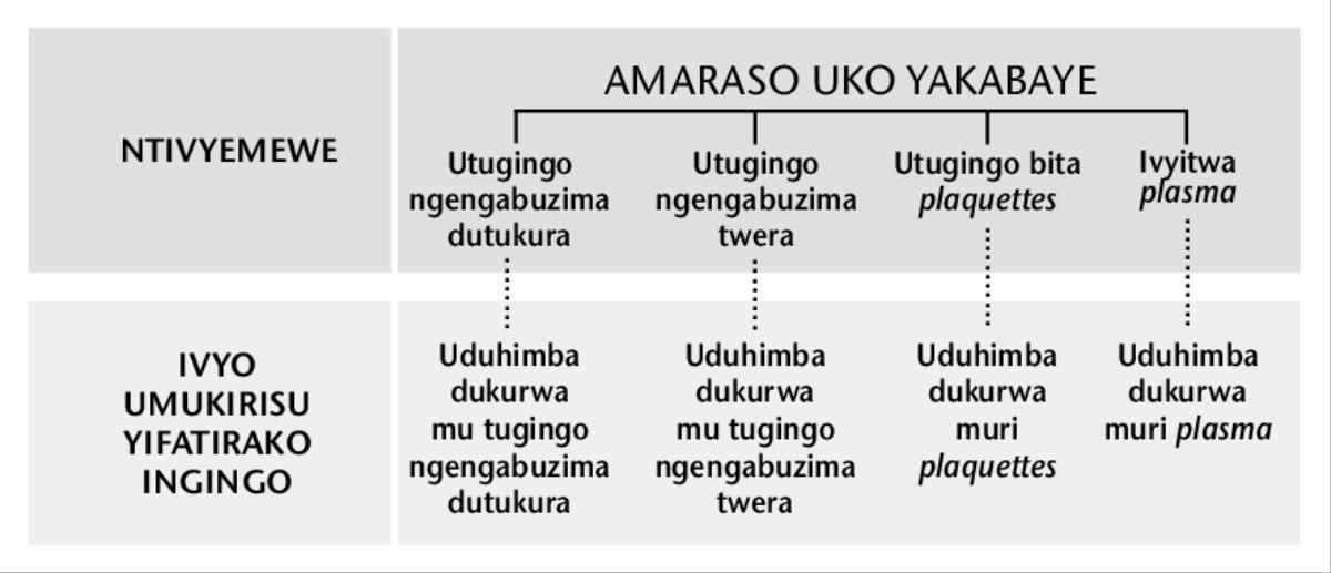 Amaraso, ibihimba nyamukuru bine biyagize, n’uduhimba dutoduto twayo