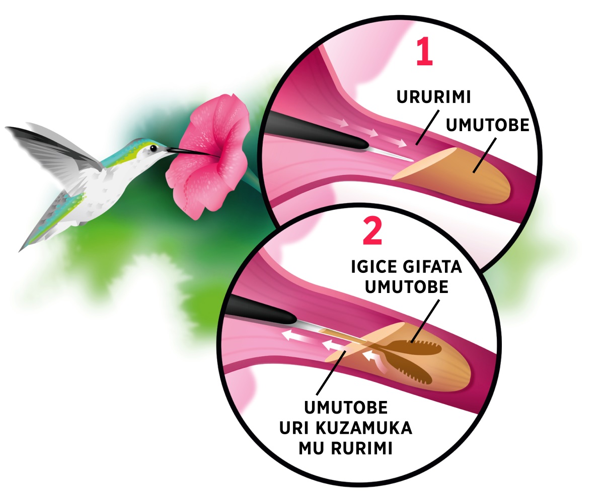 Ifoto:Inyoni yitwa Koliburi yasohoye ururimi, iri kurigata umutobe mu rurabo. Mu ruziga rwa: 1. Ururimi rw’iyo nyoni rwinjira mu mutobe w’ururabo. 2. Ururimi rw’iyo nyoni rwigabanjijemo kabiri kugira ngo rufate umutobe.