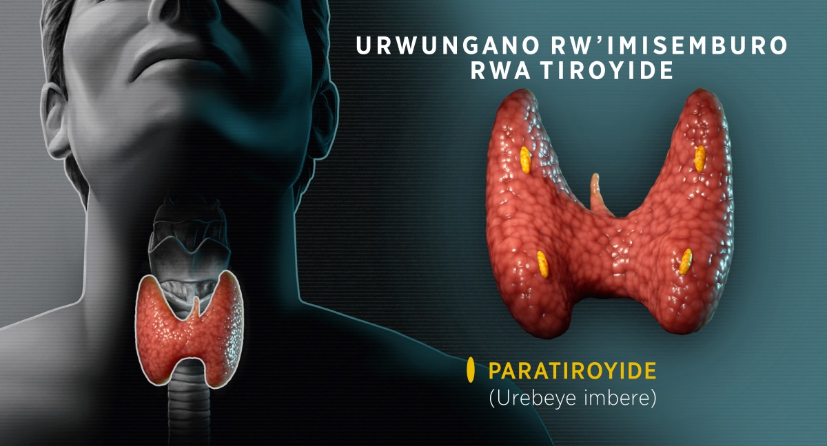 Amafoto: Ifoto igaragaza urwungano rw’imisemburo rwa tiroyide. 1. Ifoto y’igice cy’inyuma cya tiroyide, igaragaza aho giherereye mu ijosi. 2. Ifoto y’igice cy’imbere cya tiroyide igaragaza twa paratiroyide.