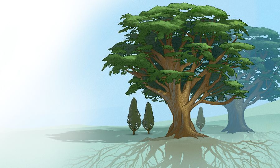 Big trees with strong root systems provide shade for saplings