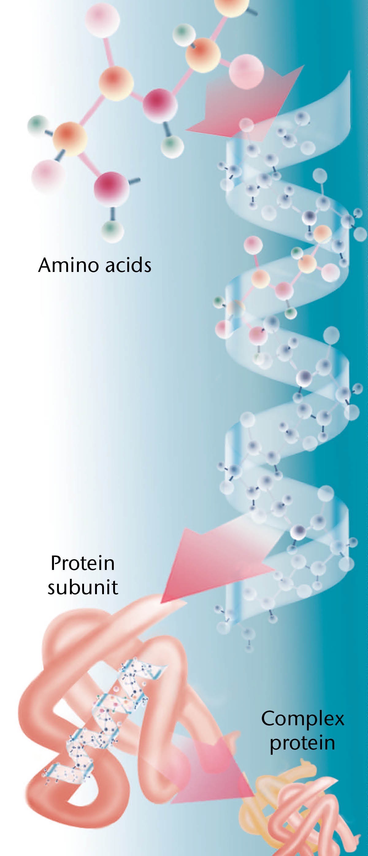 Teile eines typischen Proteins