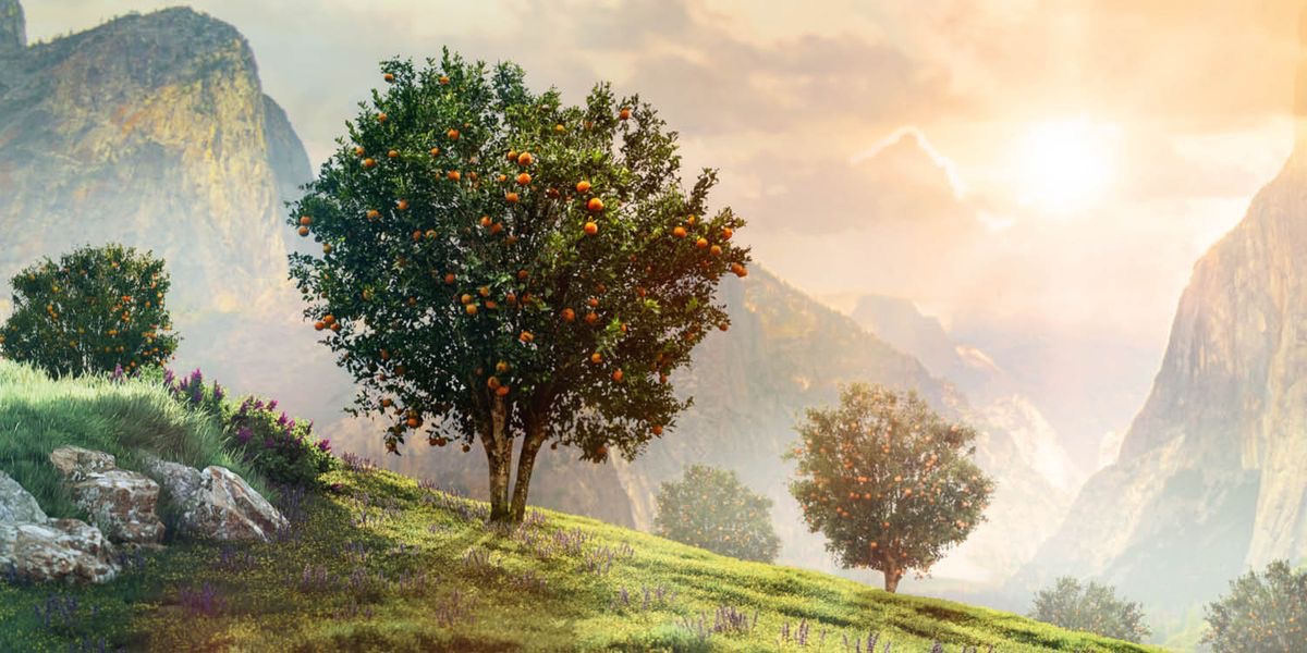 කන්දක් උඩ වැවෙන පලතුරුවලින් පිරුණු ගස්.