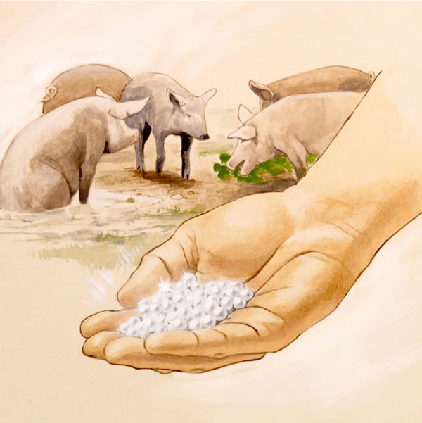 අතක තියෙන මුතු; පිටුපසින් සිටින ඌරන්