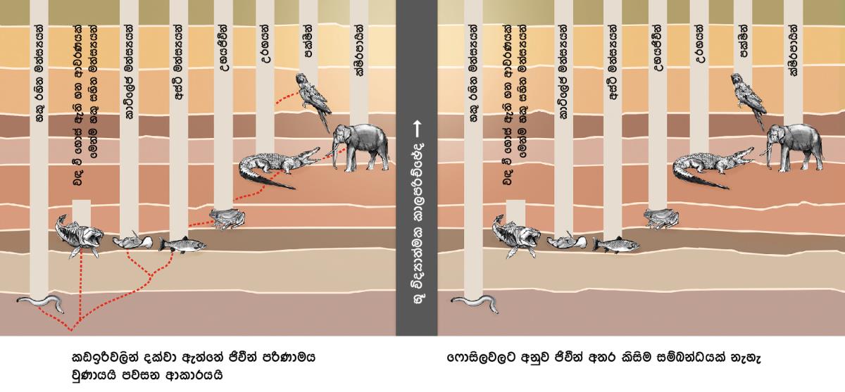 විවිධ වර්ගයේ සතුන් අතර සම්බන්ධතාවක් පෙන්වන ප්රස්තාරයක්