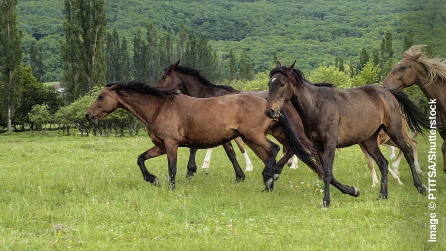 Horses galloping across an open field.