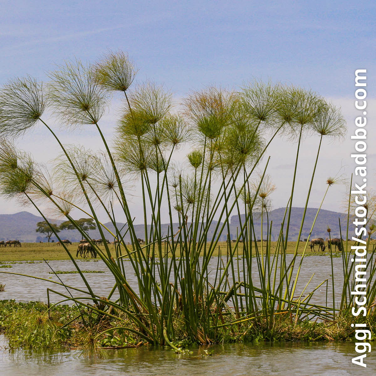 [31වන පිටුවේ පින්තූරය]