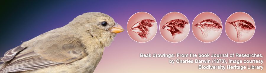 Tinyoni letingema-Darwin’s finches