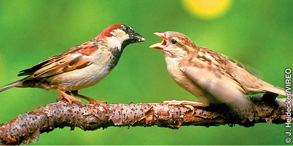 En sparv matar sin unge.