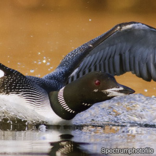 [Bild på sidan 16 och 17]