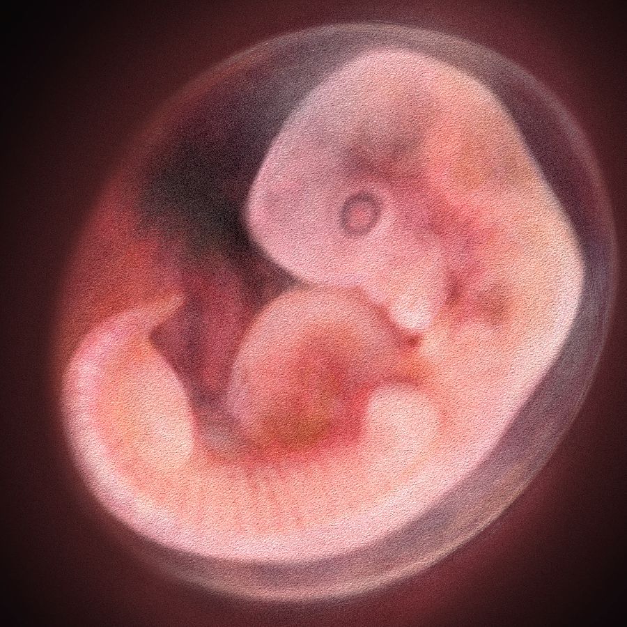 Ett embryo