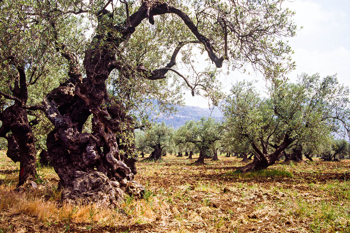 [Bild på sidan 543]