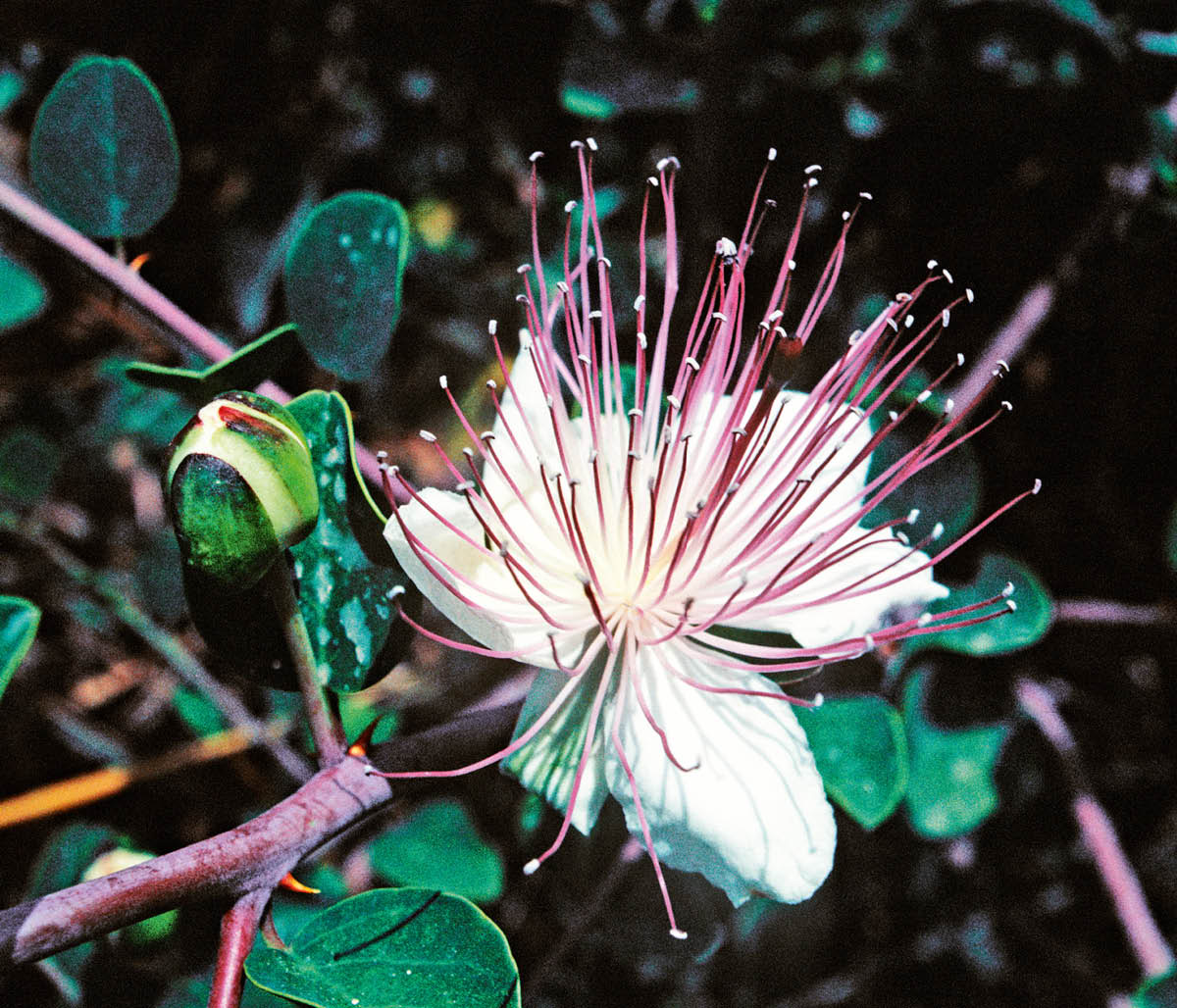 [Bild på sidan 543]