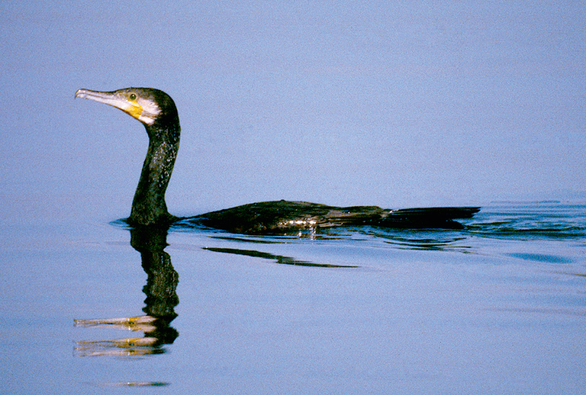 [Bild på sidan 893]