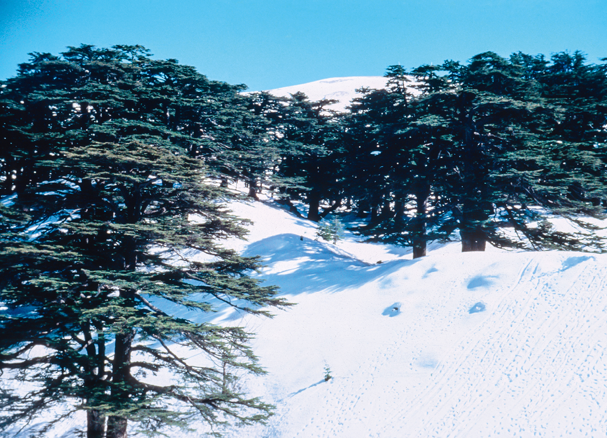 [Bild på sidan 532]