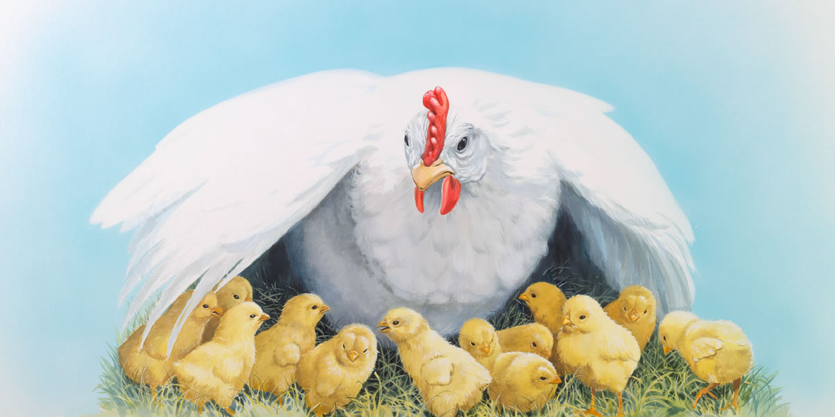 En höna samlar sina kycklingar under sina vingar
