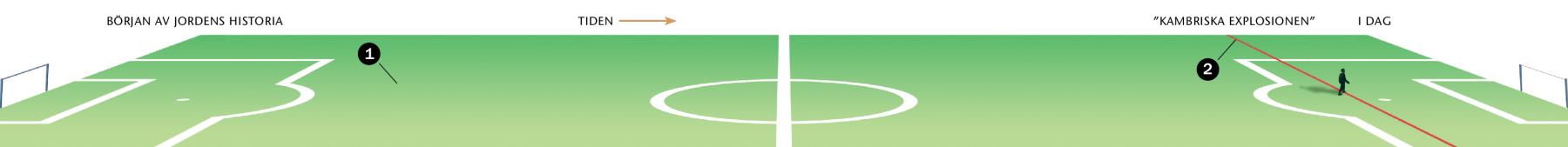 En tidslinje lika lång som en fotbollsplan visar början av jordens historia till ”kambriska explosionen”.