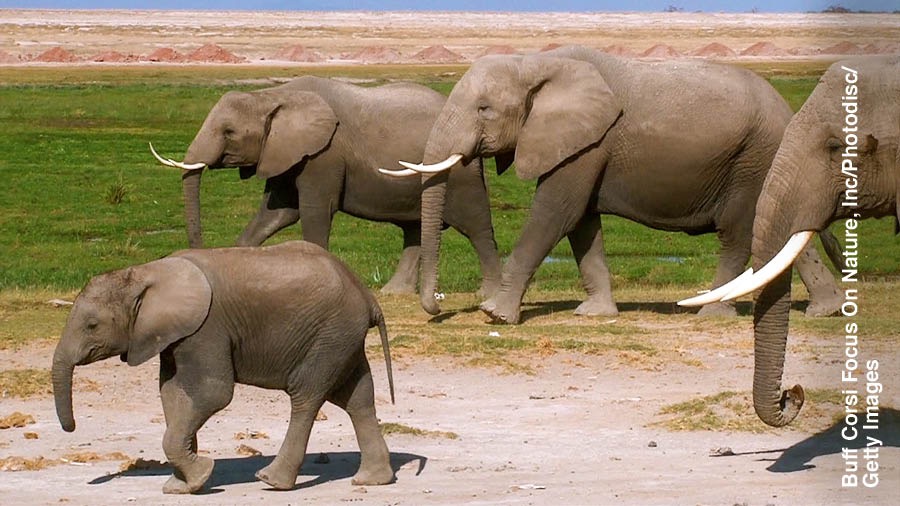 En elefanthjord på vandring.