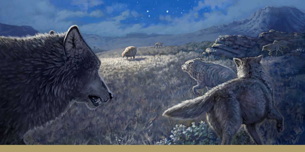 Ett ensamt får bland en flock vargar.