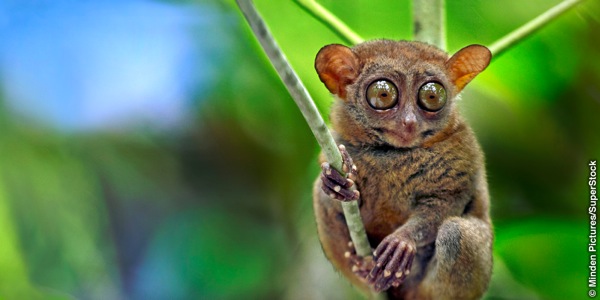Tarsier