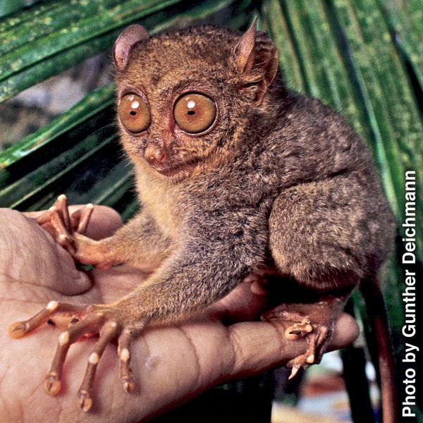Tarsier ameketi kwenye kiganja cha binadamu