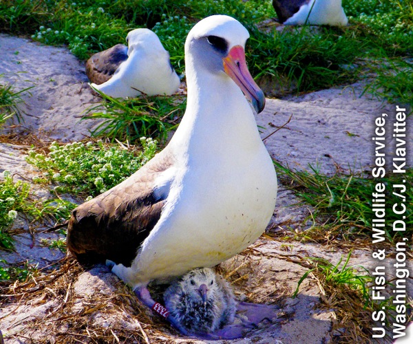 Ndege anayeitwa Laysan albatross