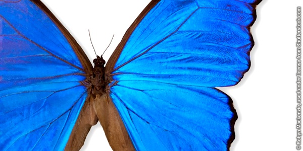 Kipepeo aina ya Blue Morpho