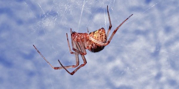 A house spider weaving a web