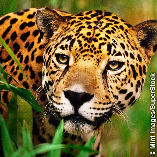 Aina ya chui anayeitwa jaguar