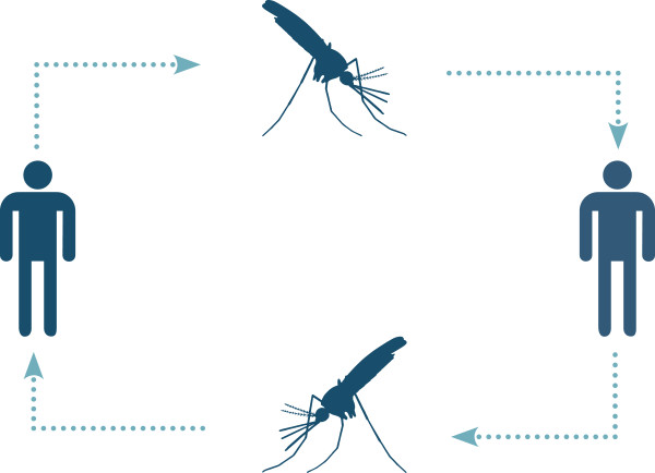 Mzunguko wa Malaria unaohusisha mbu na wanadamu