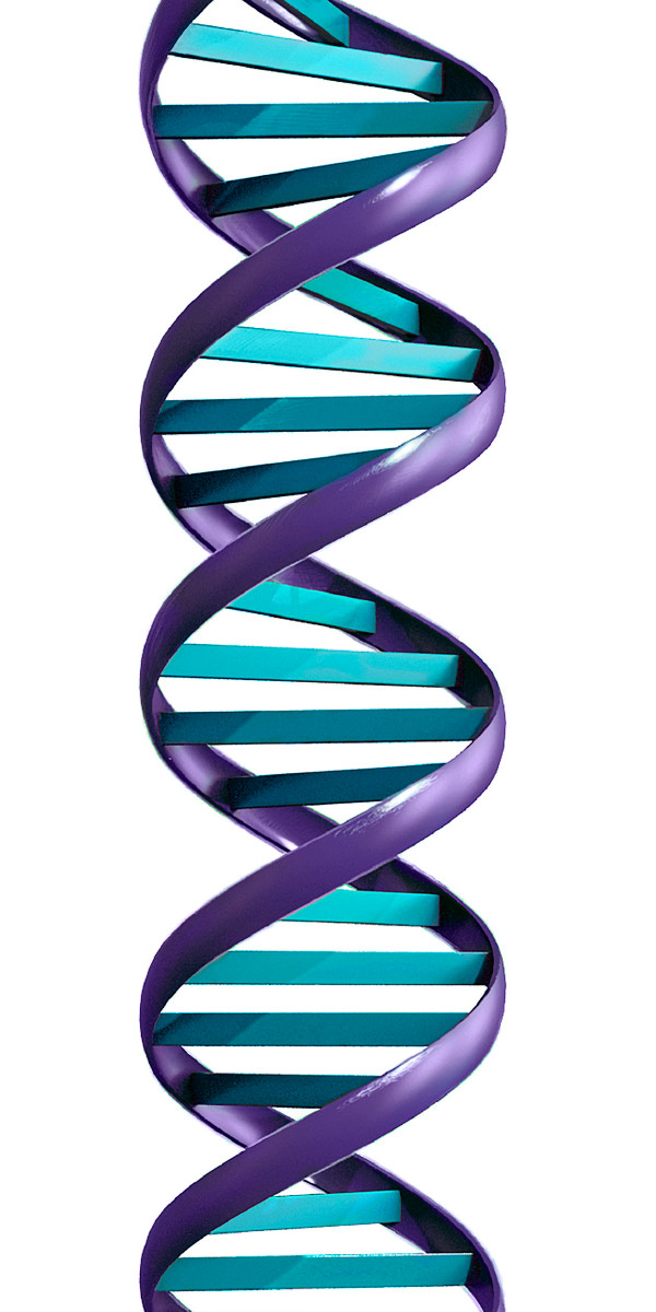 Molekuli ya DNA ina umbo la linalofanana na kamba yenye matita mawili