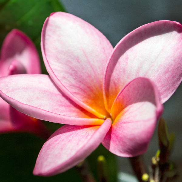 Sacuanjoche (frangipani), ua ambalo ni kitambulisho cha taifa la Nikaragua