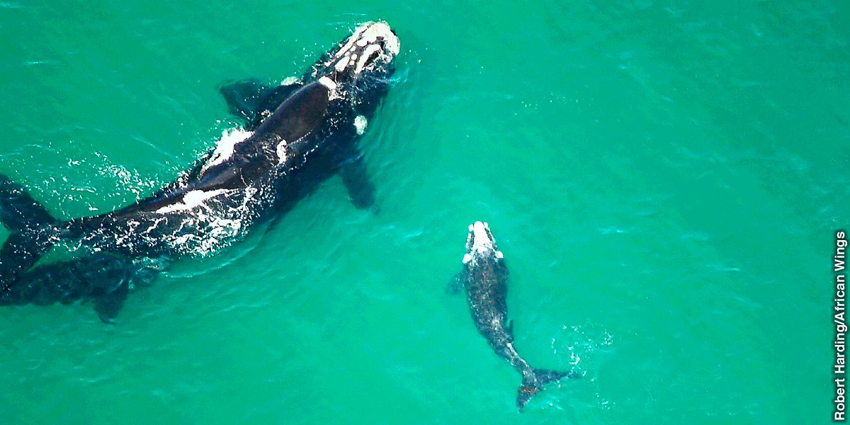 Nyangumi jike aina ya right whale pamoja na mtoto wake