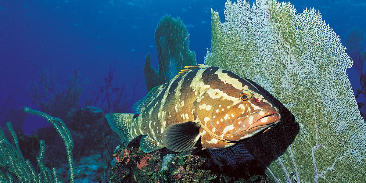 Samaki wakiwa baharini