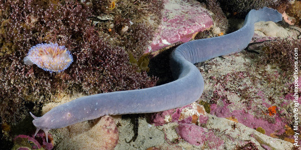 Hagfish akiogelea kwenye sakafu ya bahari.