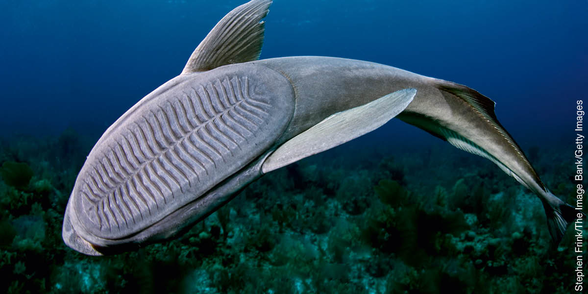 Samaki aina ya remora akiogelea. Nyuma ya kichwa chake kuna kishikizo kilicho na umbo la yai.