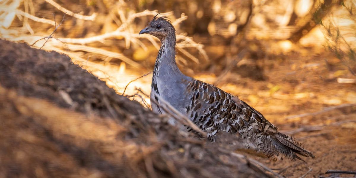 A mallee bird.