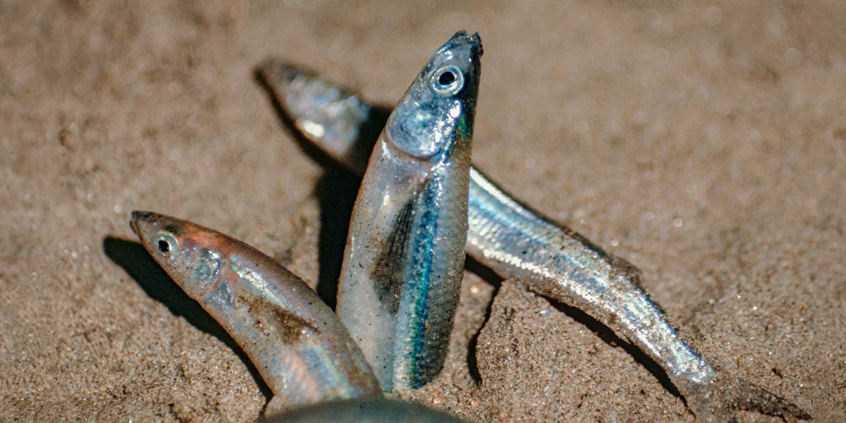 Grunion watatu wa California wakitaga mayai ufuoni.