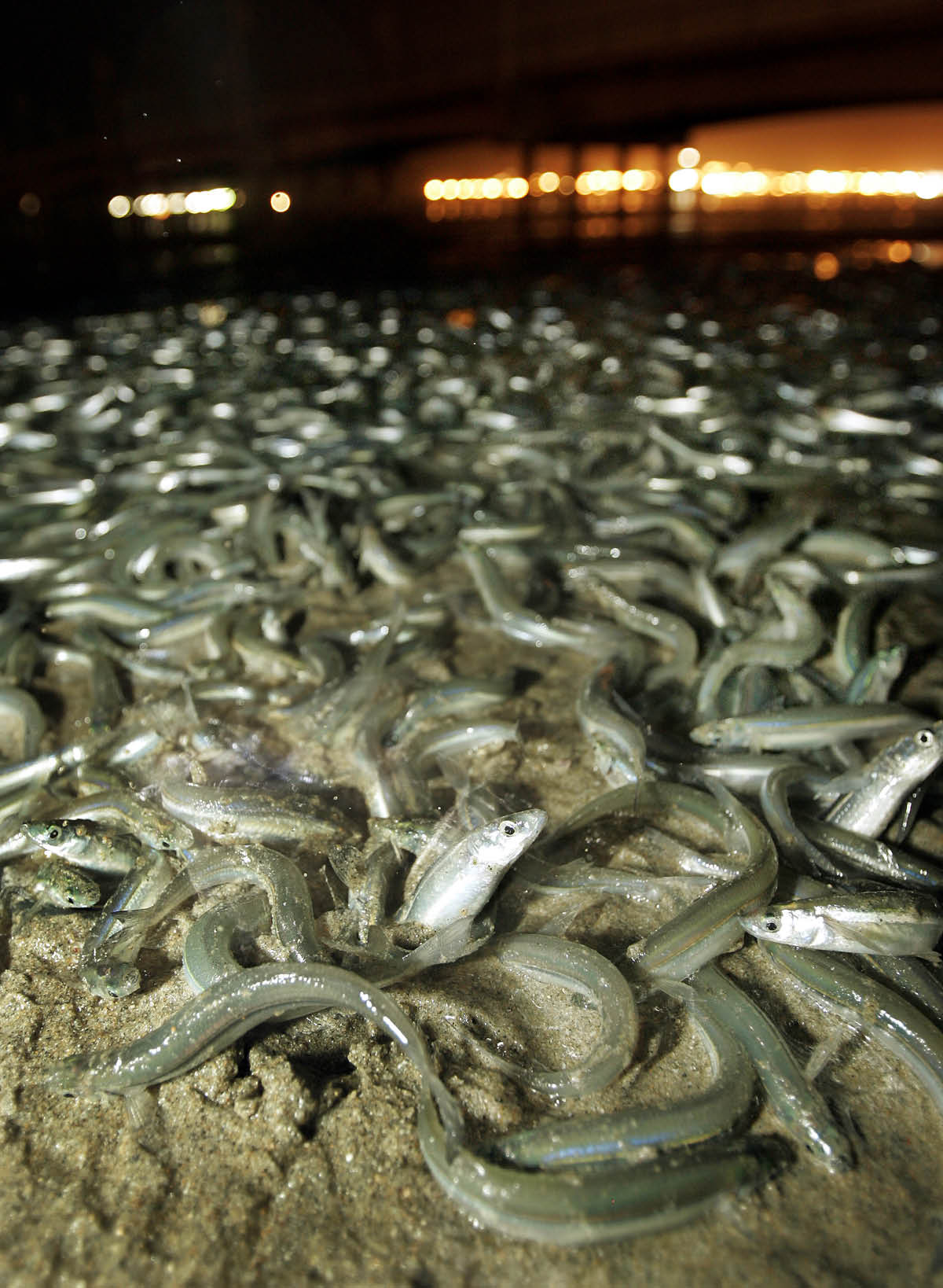 Mamia ya grunion wa kiume na wa kike wakiwa kwenye ufuo usiku wa manane.