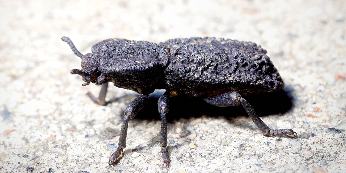 Mbawakawa anayeitwa “diabolical ironclad”.