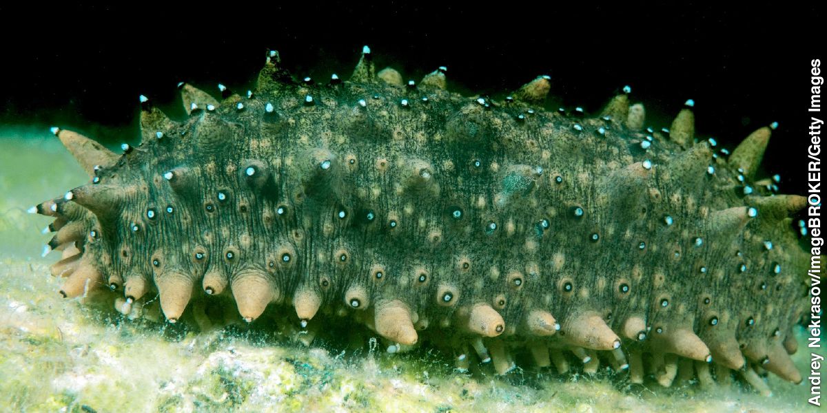 Mbilimbibahari