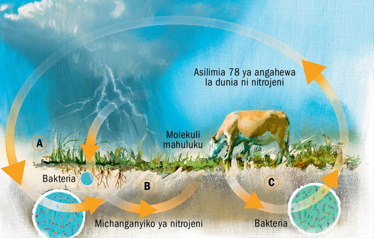 Mzunguko wa nitrojeni