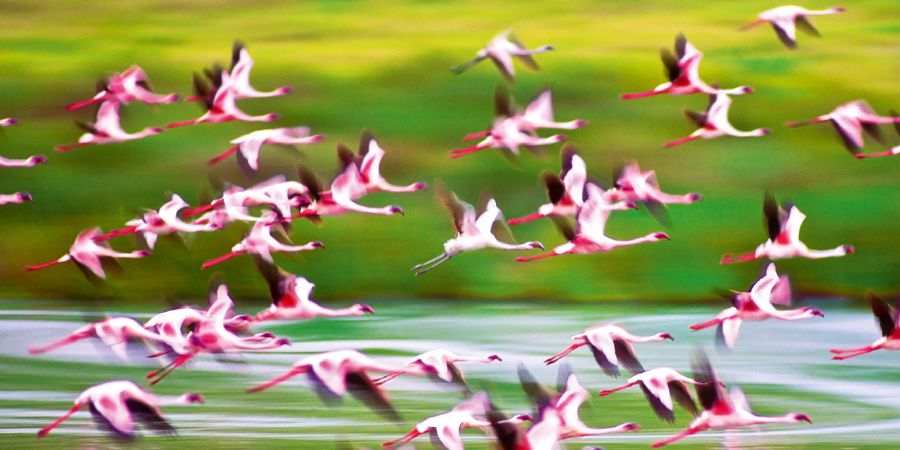 Flamingo wakiwa angani