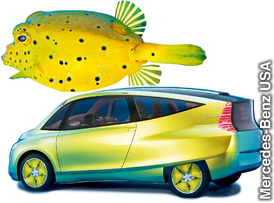 Samaki anayeitwa boxfish pamoja na sampuli ya gari