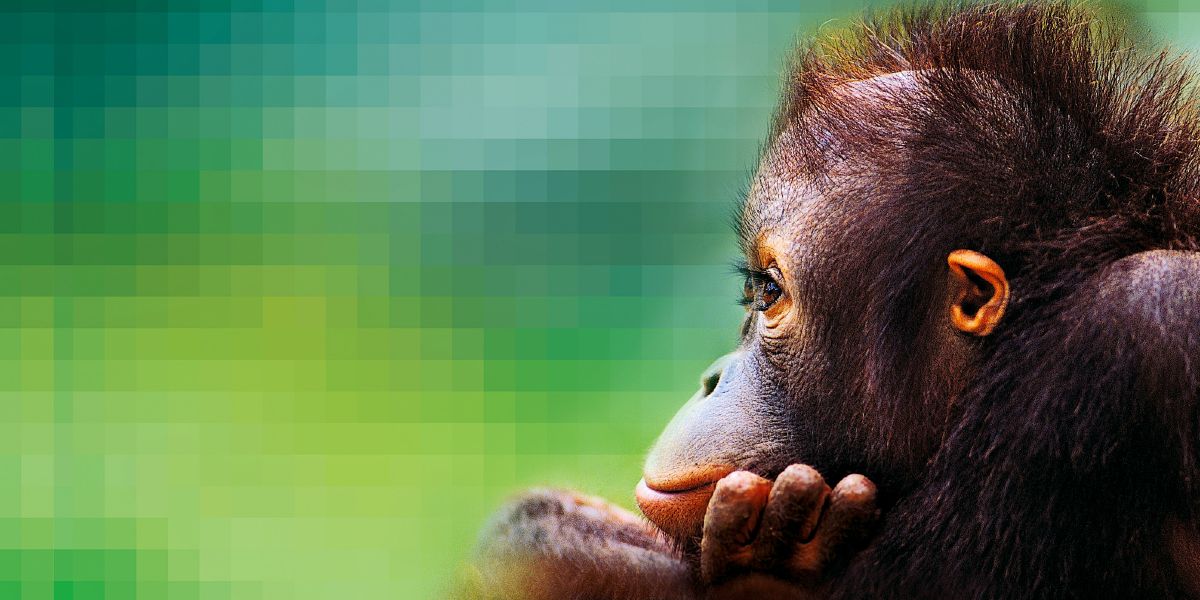 Orangutangu