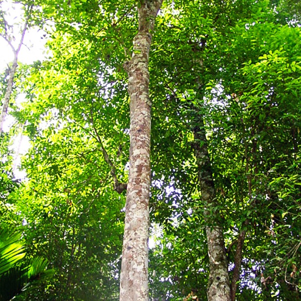 Mti unaoitwa Agarwood