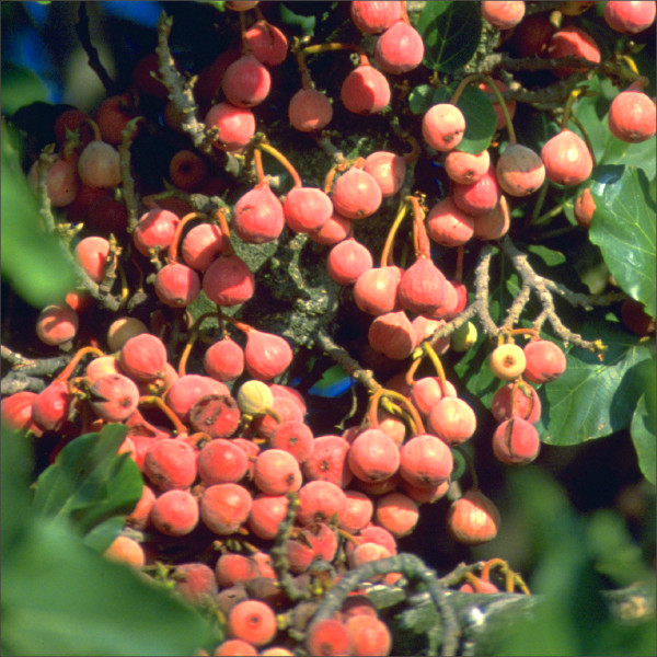 Kishada cha tini za mikuyu