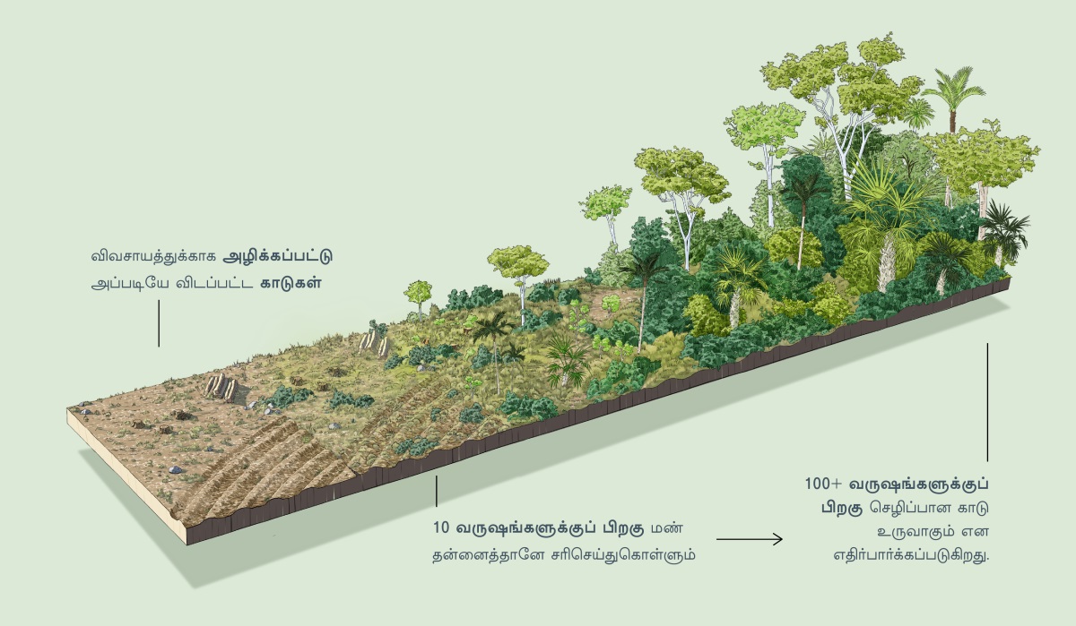 ஒரு பகுதியில் இருக்கும் மரங்கள் விவசாயத்துக்காக அழிக்கப்பட்டு, பிறகு அப்படியே விடப்பட்ட மாதிரி காட்டப்பட்டுள்ளது. 10 வருஷங்களுக்குப் பிறகு, மண் தன்னைத்தானே சரிசெய்துகொள்ளும். 100 அல்லது அதற்கும் மேற்பட்ட வருஷங்களுக்குப் பிறகு, மறுபடியும் செழிப்பான காடு உருவாகும் என எதிர்பார்க்கப்படுகிறது.